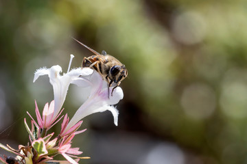 Eristalis a large genus of hoverflies, family Syrphidae in a garden