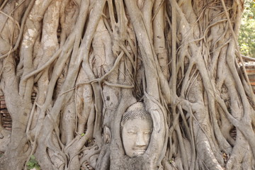 Wat Mahathat (Buddha Head in a Tree)