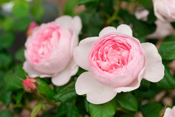 ローズガーデンに咲く