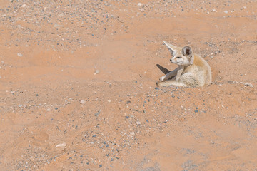 Fennec fox in the Sahara desert, Morocco.