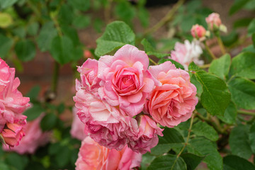 ローズガーデンに咲く