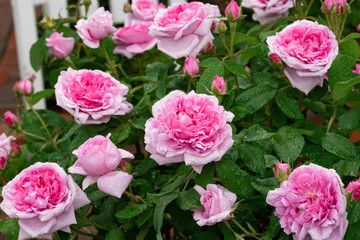 ローズガーデンに咲く