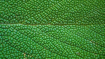 Sage leaf closeup. Green background