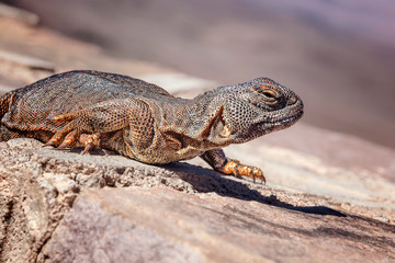 Orange lizard (lacertilia) in the Sahara desert.