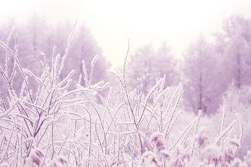 Withered grass in winter on blurred forest background toned tender lavender color, Snow on dry...