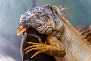 Close up view of Green iguana that change turn orange, also known as Common iguana or American iguana is sleeping on a wood log.
