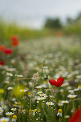 margaritas y amapolas