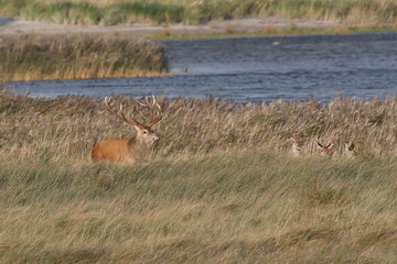 Deer on the darss, mecklenburg  pomerania, Germany