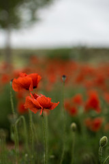 amapolas en su florecimiento