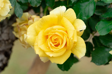 黄色のバラ