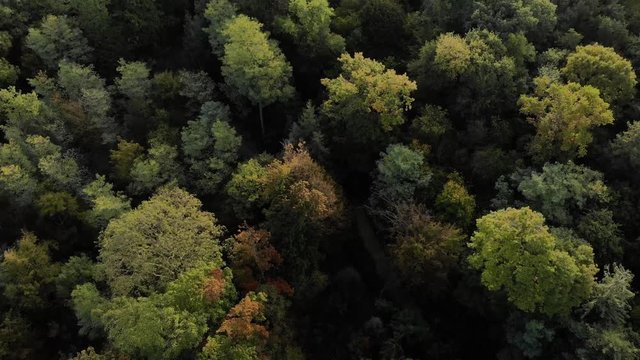 Aerial Revealing of Paris skyline with Eiffel Tower from the crowns of trees in Boulogne Forest at morning