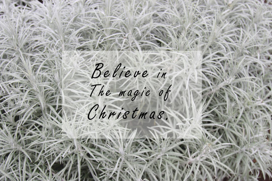 Christian inspirational quote - Believe in the magic of Christmas. With white blurry background of edelweiss garden. Winter season greeting & Merry Christmas concept.