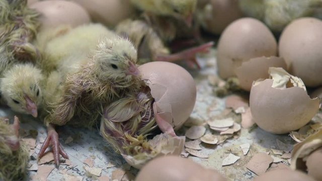 New born chicks getting out of eggs shells, slow motion 200fps, chicken farm