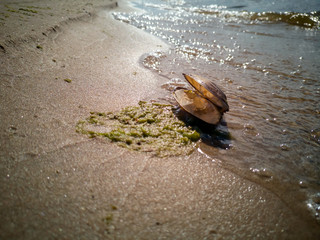 Sandy Beach With Shell