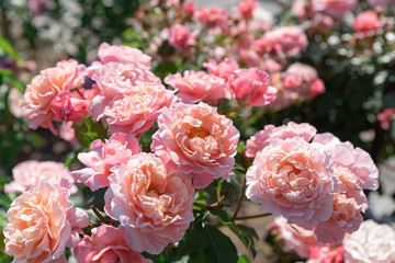 ローズガーデンに咲き誇る