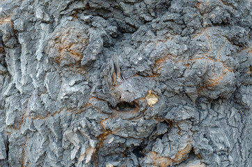 Old age-old maple bark texture