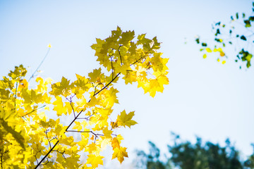 Obraz premium Maple's branches with beautiful golden leaves. Selective focus.