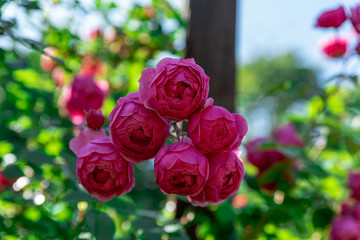 ローズガーデンに咲き誇る