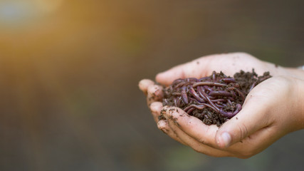 Farmer hands holding Fertile soil and earthworms.