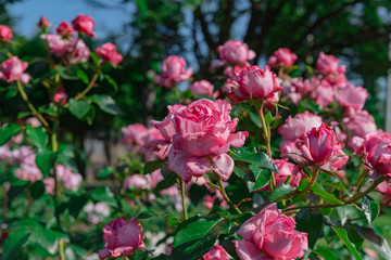 ローズガーデンに咲き誇る