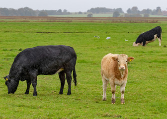 Fototapeta premium Cattle in field