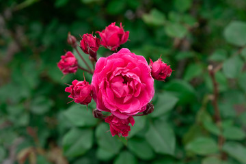 ローズガーデンに咲き誇る