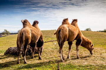 Bactrian camels looking for food. Discovery Wildlife Park, Innisfill, Alberta, Canada