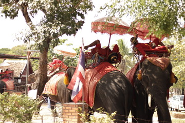 Fototapeta premium Elephant Riders in Thailand