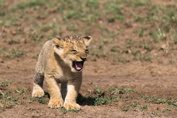 lion cub calling