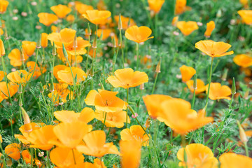 Obraz premium 青空の下で咲く花