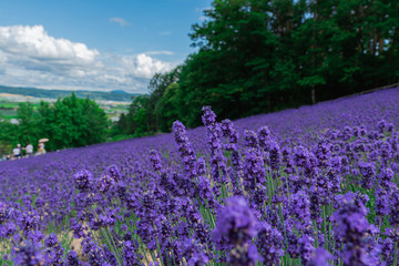 青空の下で咲く花