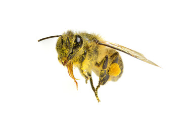 a Bee isolated on the white background