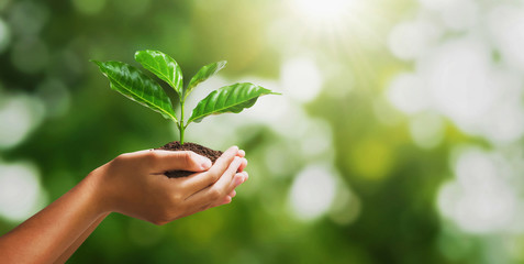 hand holding young plant on blur green nature background and sunslight. concept eco earth day