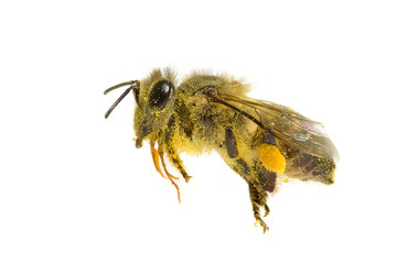 a Bee isolated on the white background
