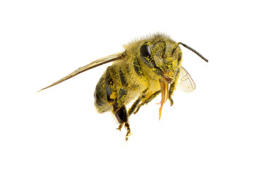 a Bee isolated on the white background
