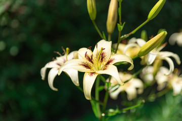 青空の下で咲く花