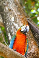 Wild tropical Macaw on a tree