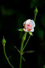 Beautiful pink roses in the garden.