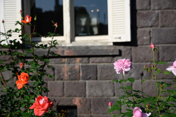 Fototapeta na wymiar 窓際に咲くバラ