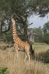Giraffe eating on a tree