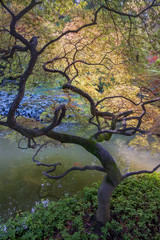 Japanese garden in the Park on lake Como (Bellagio, Italy)