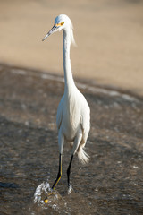 Snowy Egret (Egretta thula thula) - Brasil - Mangaratiba