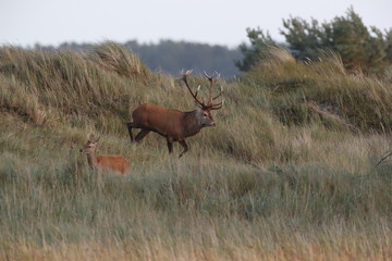 Deer on the darss, mecklenburg  pomerania, Germany