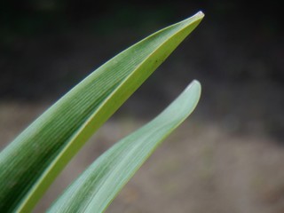 Obraz premium green leaf with water drops