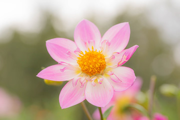 Obraz premium ダリアの花達