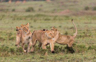 Lions playing