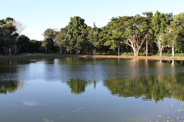 reflection of trees in the water