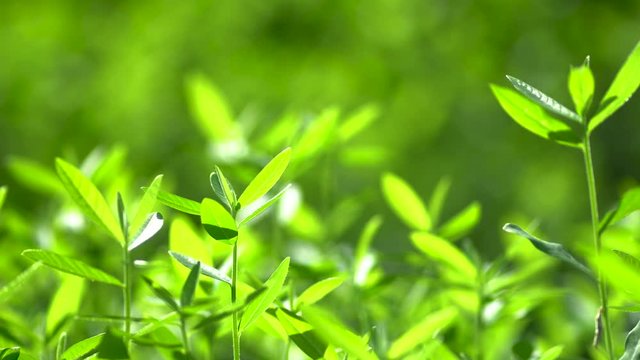Full frame of green tree as background.