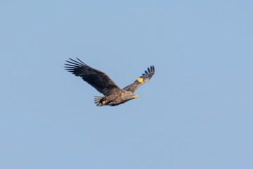 White-tailed eagle(Haliaetus albicilla)