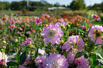 咲き誇るダリア